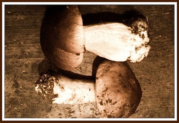 Porcini raccolti in Val di Sole, Trentino Alto Adige