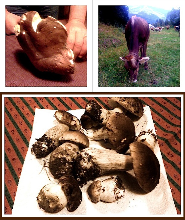 Funghi della Val di Sole e incontri lungo il percorso