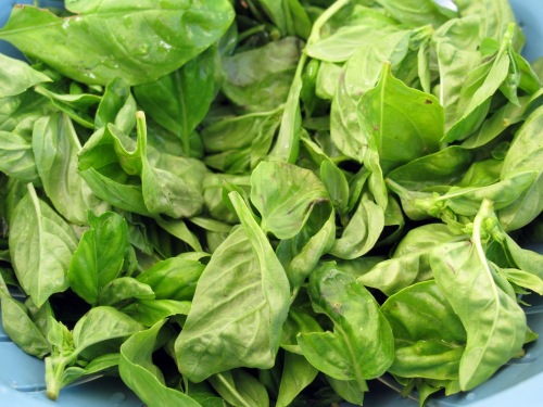 Il basilico al lavaggio