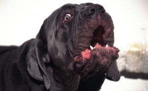 mastiff