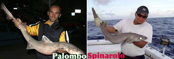 Lo squalo spinarolo spacciato per palombo