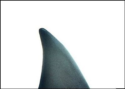 Pinna di pescecane