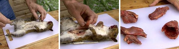 Lo scoiattolo cucinato dal Daily Telegraph