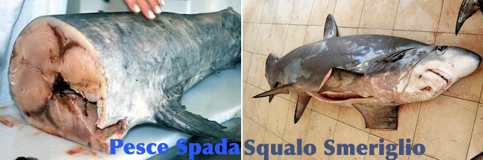 Lo squalo smeriglio venduto come se fosse pesce spada